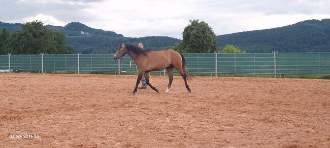 Hübscher Wallach 3 J. Sucht Förderer zum Wachsen, Martin, Horses For Sale, DERMBACH, Image 8