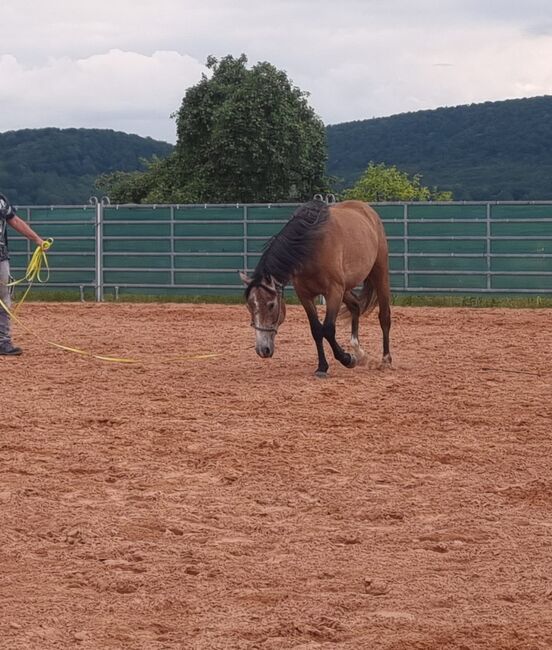Hübscher Wallach 3 J. Sucht Förderer zum Wachsen, Martin, Horses For Sale, DERMBACH, Image 9