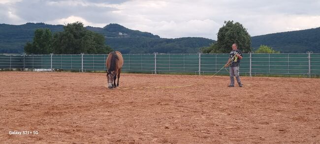 Hübscher Wallach 3 J. Sucht Förderer zum Wachsen, Martin, Horses For Sale, DERMBACH, Image 12