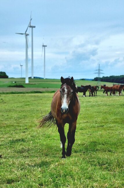 Hübscher Wallach 3 J. Sucht Förderer zum Wachsen, Martin, Horses For Sale, DERMBACH, Image 6