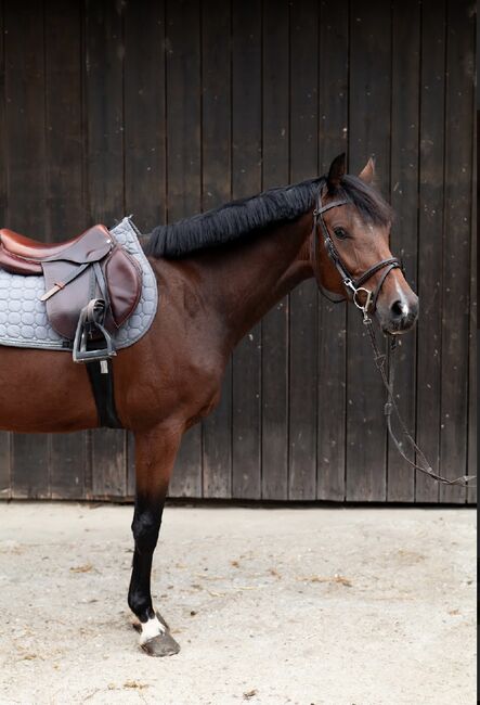 Schicker Wallach, Florentina Lorenz, Horses For Sale, Graz, Image 3