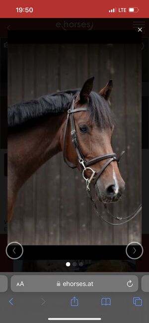 Schicker Wallach, Florentina Lorenz, Horses For Sale, Graz