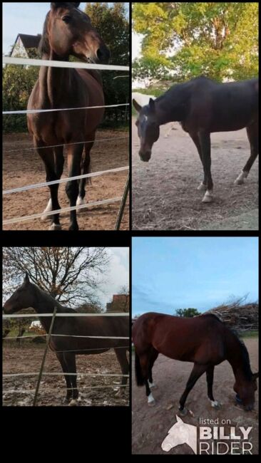 Zuckersüßer Wallach Familienpferd, Manuela Fuchs (Pferdephysiotherapie- Direkt), Horses For Sale, Gundelfingen, Image 6