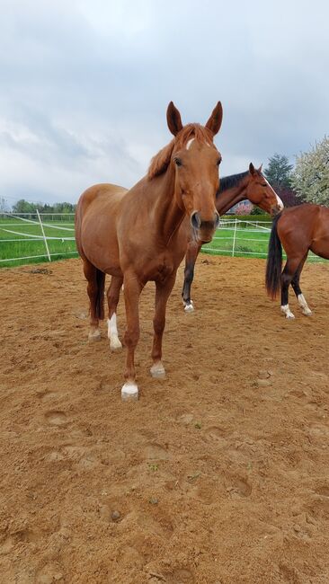 Suche Narestoria, Tina, Horses For Sale, Döbeln