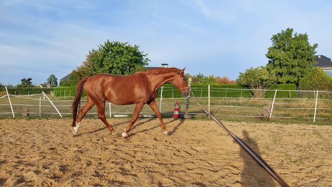 Suche Narestoria, Tina, Horses For Sale, Döbeln, Image 3