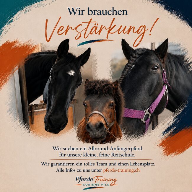 Allround-Anfängerpferd gesucht, Corinne, Horses For Sale, Attinghausen 