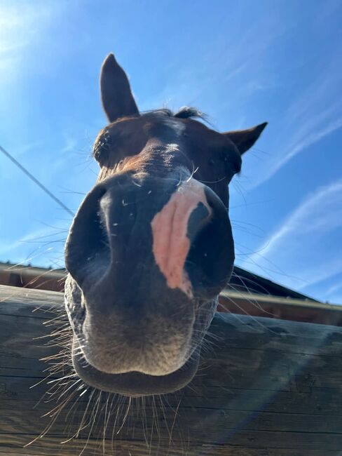 Suche Mitreiter für 15 Jährige Quarab Stute in Leonstein, Isabell, Horse Sharing, LEONSTEIN , Image 4