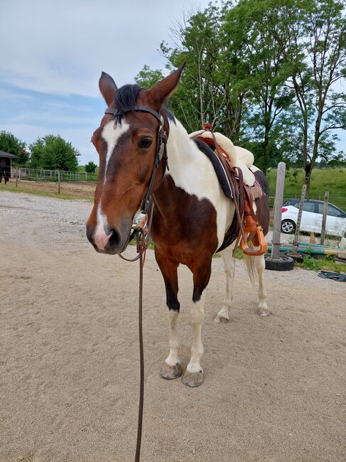 Suche Reitbeteiligung für schöne, brave Scheckstute, Martina Thomas, Horse Sharing, Krexham, Image 2