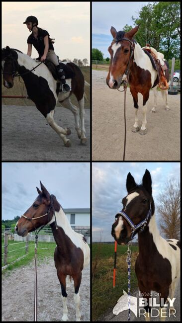Suche Reitbeteiligung für schöne, brave Scheckstute, Martina Thomas, Horse Sharing, Krexham, Image 5
