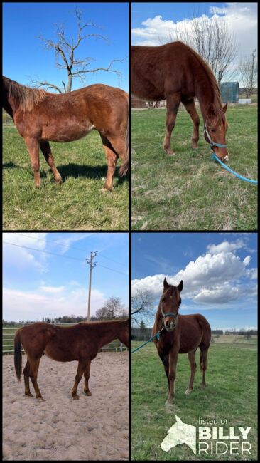 Niedlicher, cooler Wimpys Little Step/Smart Spook Enkel, Kerstin Rehbehn (Pferdemarketing Ost), Horses For Sale, Nienburg, Image 10
