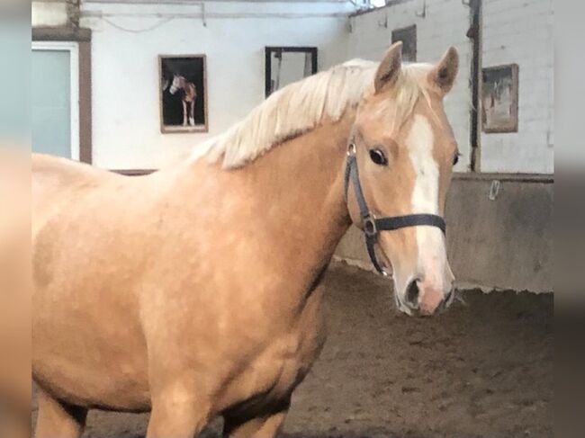 Süßer DRP Wallach sucht ein neues Zuhause, Selina Krüger, Horses For Sale, Berlin