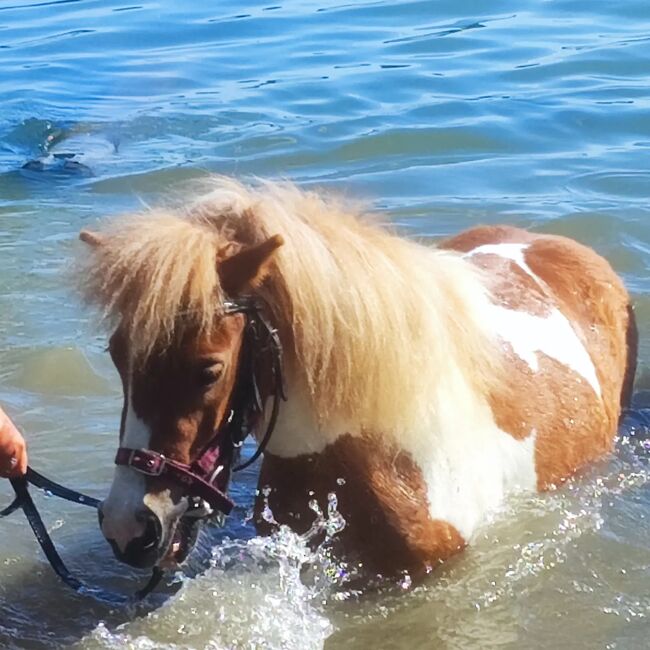 Süßes Shettymädchen, Tanja Dolasseck , Horses For Sale, Möhnsee, Image 2