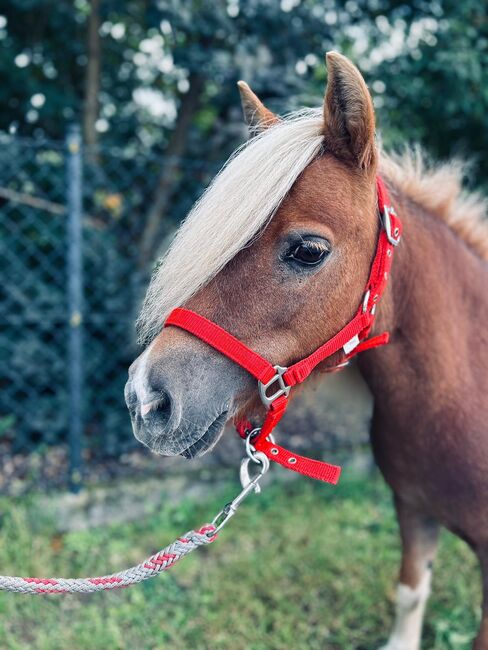 Süße Shetty Stute auf der Suche nach einem neuen Zuhause, Sport- und Freizeitpferde Fuchs, Horses For Sale, Ellgau, Image 4