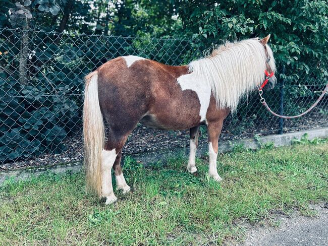 Süße Shetty Stute auf der Suche nach einem neuen Zuhause, Sport- und Freizeitpferde Fuchs, Horses For Sale, Ellgau, Image 5