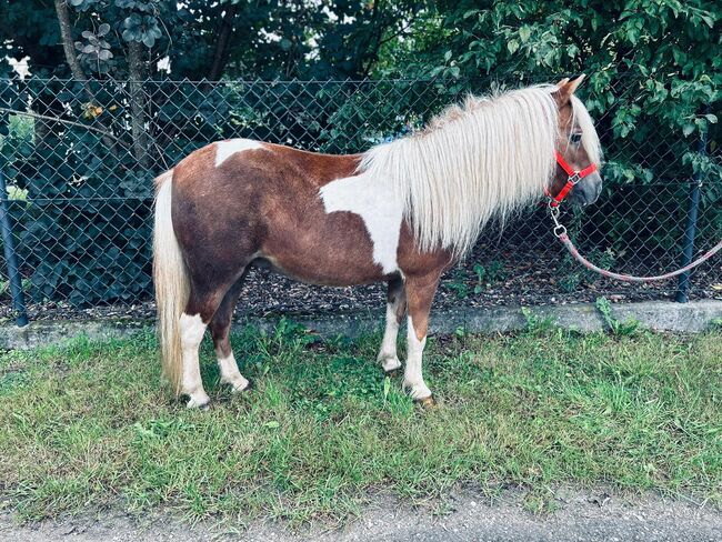 Süße Shetty Stute auf der Suche nach einem neuen Zuhause, Sport- und Freizeitpferde Fuchs, Horses For Sale, Ellgau, Image 2