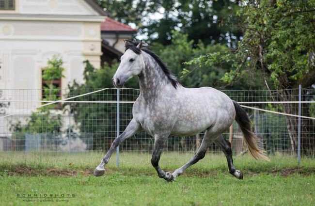 Solider PRE Wallach, ISPA - Iberische Sportpferde Agentur (ISPA - Iberische Sportpferde Agentur), Horses For Sale, Bedburg, Image 4