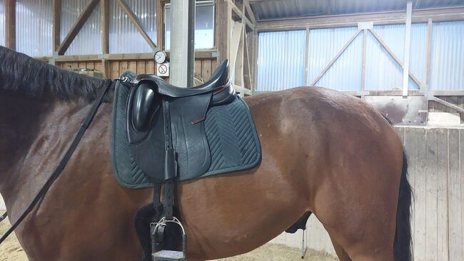 Sommer Dressursattel Novalis Monoblatt von 11/24 + Neupolsterung, Sommer Novalis Dressursattel Monoblatt, Anja Duldhardt, Dressage Saddle, Würzburg, Image 8