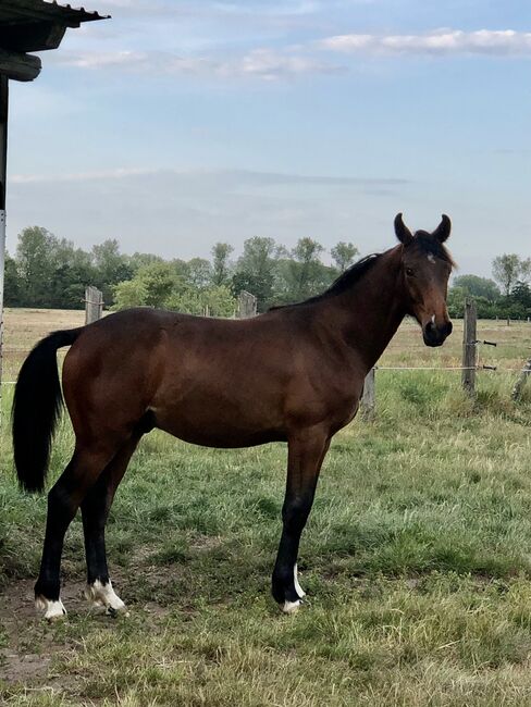 Sohn des Fidertanz, Stormy, Horses For Sale, Wendisch Priborn