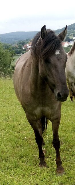 Sorraia Isländer Mix, Birgit, Horses For Sale, Wiesen, Image 2