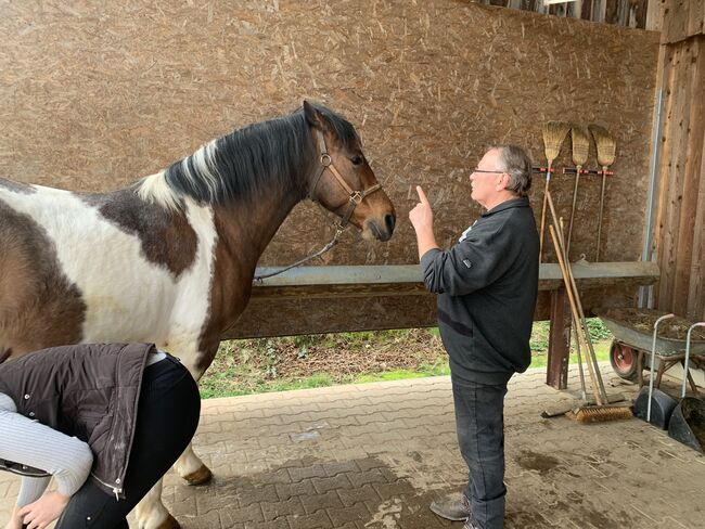 Spanischer Schecke, Evi Vetter, Horses For Sale, Calw, Image 2