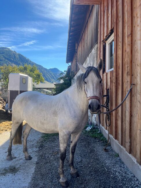 Spanische Cruzado Stute, Gabriele Reiter, Horses For Sale, Rauris