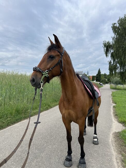 Spanier Wallach, Xenia, Horses For Sale, Emerkingen