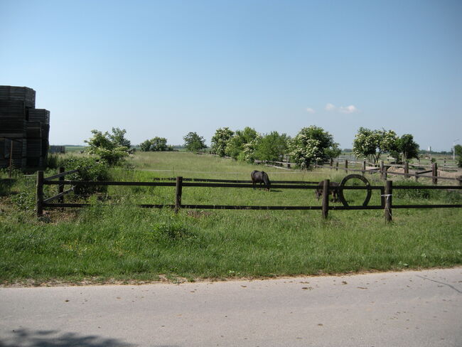 Großzügiges Grundstück mit Pferdehof und sofort bewohnbarem Haus zu verkaufen, Angelika Auer, Equestrian Properties, Markgrafneusiedel, Image 4