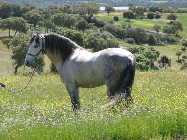 ZORZALITO DCR, DOM, Horses For Sale, VILLARRODRIGO