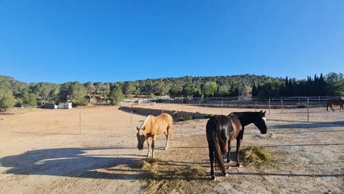 Spanien, Alicante, Monóvar - Sie träumen von einer gut eingeführten Pferde-Gäste-Ranch?, Sabine Wesseln, Maras World of Horses (Maras World of Horses, Maras World Solutions S.L.), Equestrian Properties, Monovar, Image 7