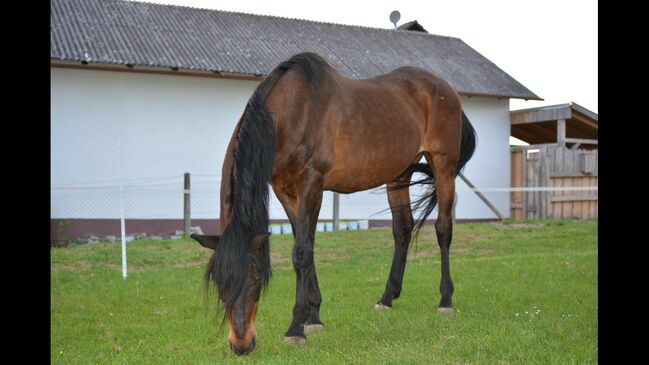 Spanischer Rentner sucht, Bauer , Pferd kaufen, Osterhofen , Abbildung 5