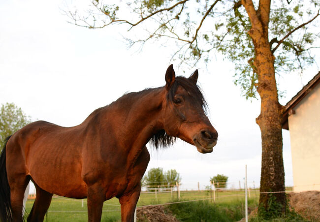 Spanischer Rentner sucht, Bauer , Pferd kaufen, Osterhofen , Abbildung 7