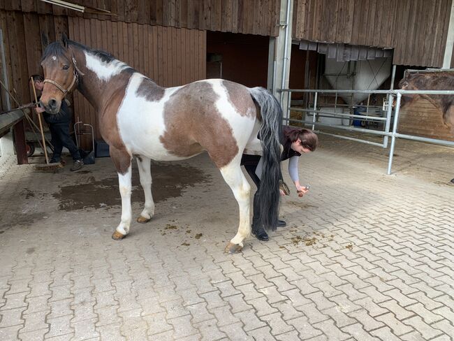 Spanischer Schecke, Evi Vetter, Pferd kaufen, Calw