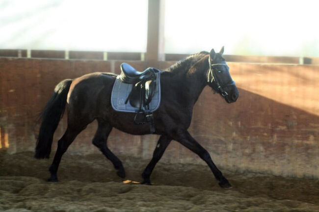Spanisches Traumpferd im Rappmantel, Alina, Horses For Sale, Neuss, Image 4
