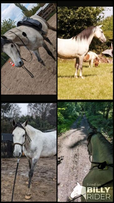 Spanier Wallach Cruzado, T.P, Horses For Sale, RÖSRATH, Image 7