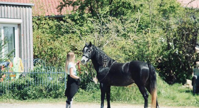 Spanier Wallach, Melissa Fallenbeck , Horses For Sale, Bad Waldsee