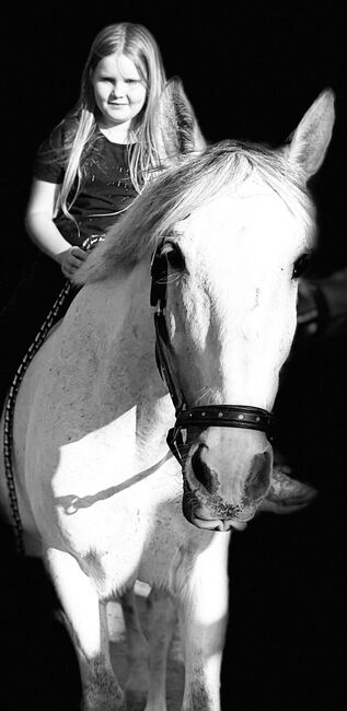 Spanier Wallach, Kerstin , Horses For Sale, Weil am Rhein, Image 9