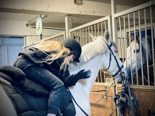 Spanier Wallach, Kerstin , Horses For Sale, Weil am Rhein, Image 3