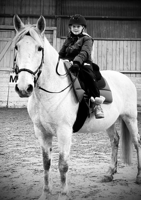 Spanier Wallach, Kerstin , Horses For Sale, Weil am Rhein