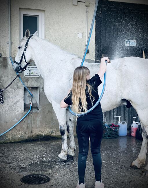Spanier Wallach, Kerstin , Horses For Sale, Weil am Rhein, Image 5