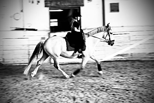 Spanier Wallach, Kerstin , Horses For Sale, Weil am Rhein, Image 8