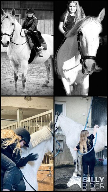Spanier Wallach, Kerstin , Horses For Sale, Weil am Rhein, Image 10