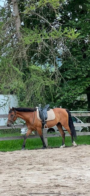 Spanischer Wallach sechsjährig, Gruber, Horses For Sale, Weissach im Tal , Image 2