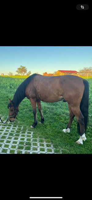 Spanischer Wallach sechsjährig, Gruber, Horses For Sale, Weissach im Tal , Image 5