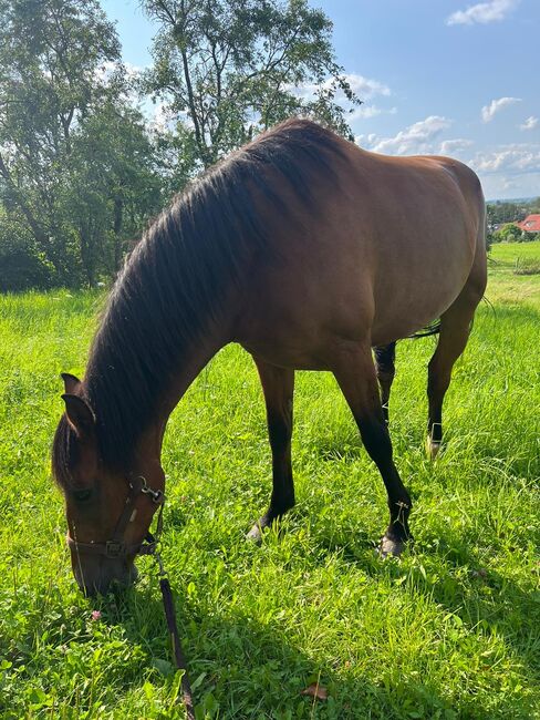 Spanischer Wallach sechsjährig, Gruber, Horses For Sale, Weissach im Tal , Image 3