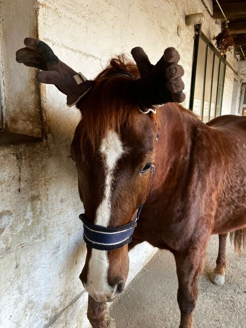 Spaniermix Fuchsstute, Franziska Eiteljörge, Horses For Sale, Elixhausen , Image 2