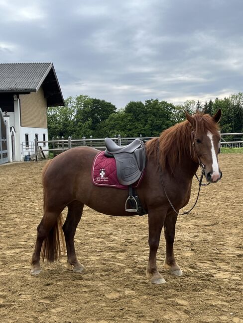 Spaniermix Fuchsstute, Franziska Eiteljörge, Horses For Sale, Elixhausen , Image 3