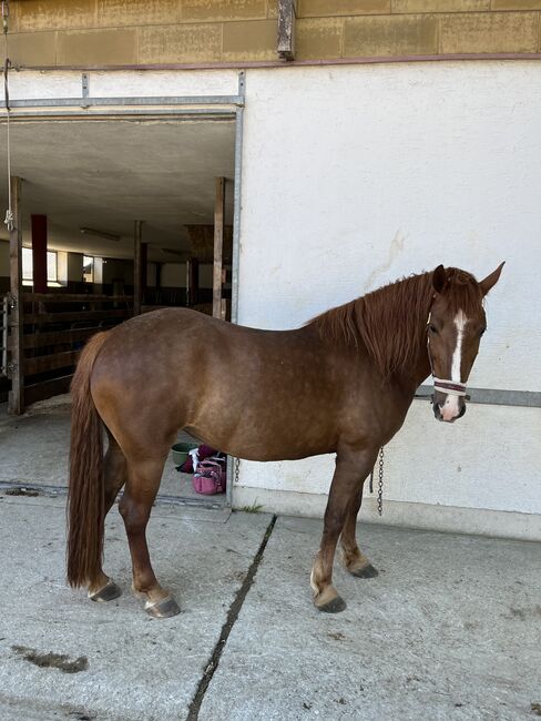 Spaniermix Fuchsstute, Franziska Eiteljörge, Horses For Sale, Elixhausen 
