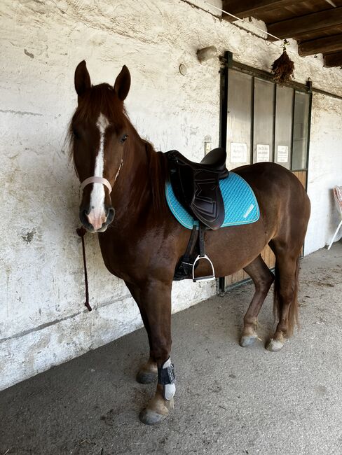 Spaniermix Fuchsstute, Franziska Eiteljörge, Horses For Sale, Elixhausen 