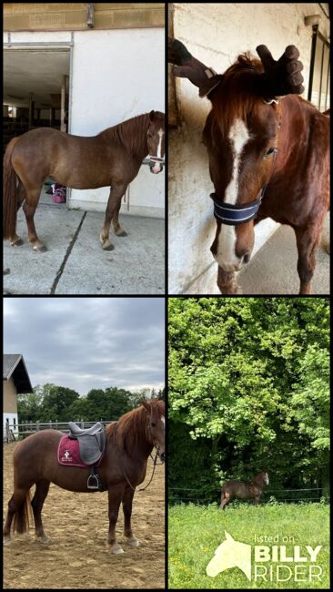 Spaniermix Fuchsstute, Franziska Eiteljörge, Horses For Sale, Elixhausen , Image 7