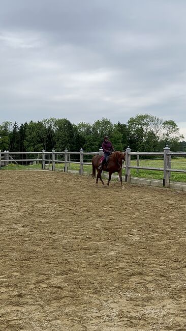 Spaniermix Fuchsstute, Franziska Eiteljörge, Horses For Sale, Elixhausen , Image 6
